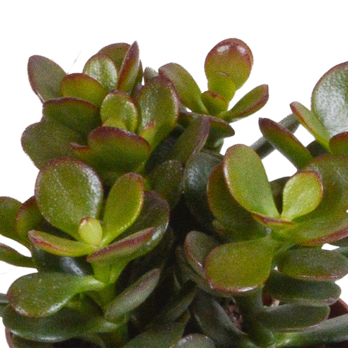 Crassula Box Og Dens Terrakotta Plantepotter - Sett Med 3 Planter, H18Cm