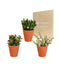 Crassula Box Og Dens Terrakotta Plantepotter - Sett Med 3 Planter, H18Cm