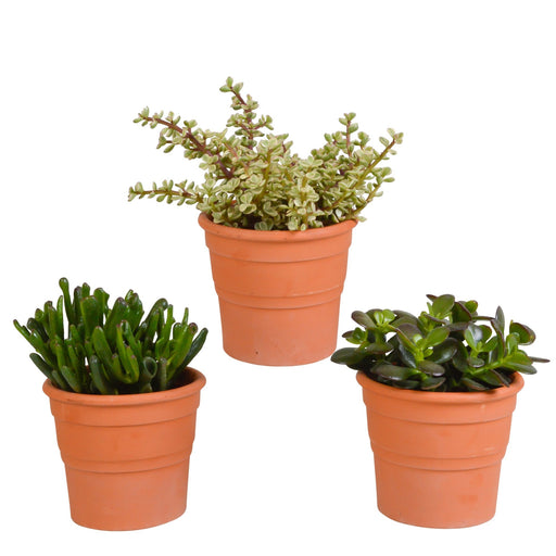 Crassula Box Og Dens Terrakotta Plantepotter - Sett Med 3 Planter, H21Cm