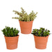 Crassula Box Og Dens Terrakotta Plantepotter - Sett Med 3 Planter, H21Cm