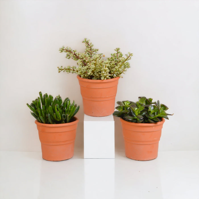 Crassula Box Og Dens Terrakotta Plantepotter - Sett Med 3 Planter, H21Cm