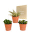 Crassula Box Og Dens Terrakotta Plantepotter - Sett Med 3 Planter, H21Cm