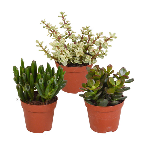 Crassula Box - Sett Med 3 Planter, H18Cm - Mini Sukkulent Gaveeske