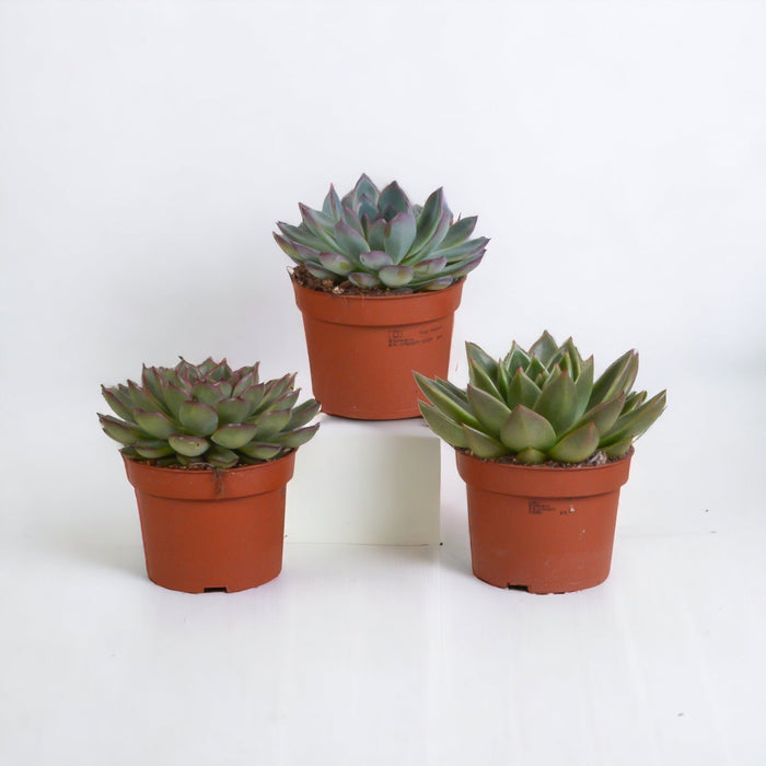 Echeveria Box - Sett Med 3 Planter, H21Cm