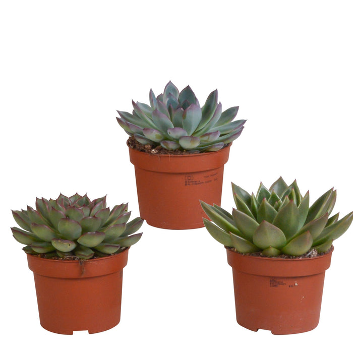 Echeveria Box - Sett Med 3 Planter, H21Cm