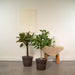 Ficus-Boks Og Dens Svarte Kurver - Sett Med 2 Planter, H90Cm