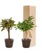 Ficus-Boks Og Dens Svarte Kurver - Sett Med 2 Planter, H90Cm