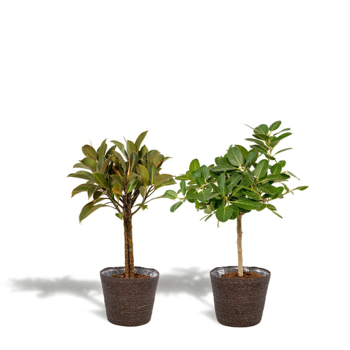 Ficus-Boks Og Dens Svarte Kurver - Sett Med 2 Planter, H90Cm