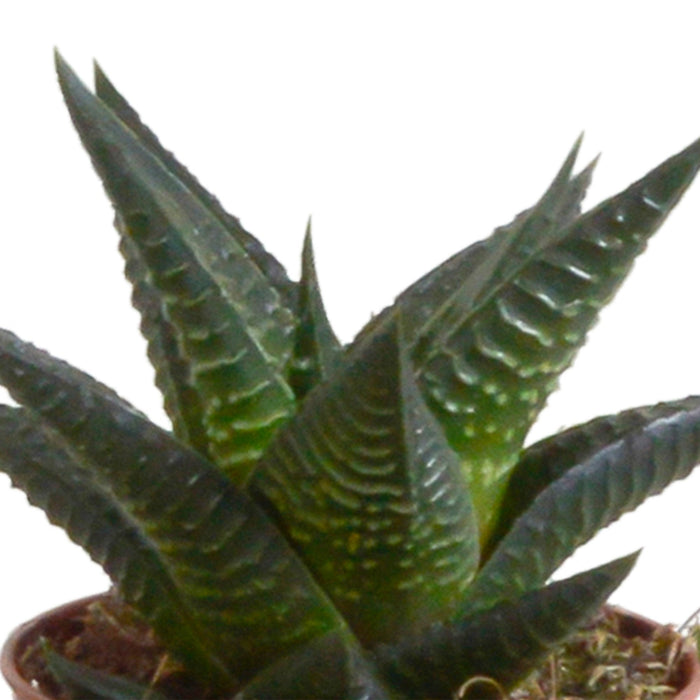 Gasteria Box, Haworthia Og Dens Hvite Plantepotter - Sett Med 5 Planter, H13Cm