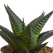 Gasteria Box, Haworthia Og Dens Hvite Plantepotter - Sett Med 5 Planter, H13Cm