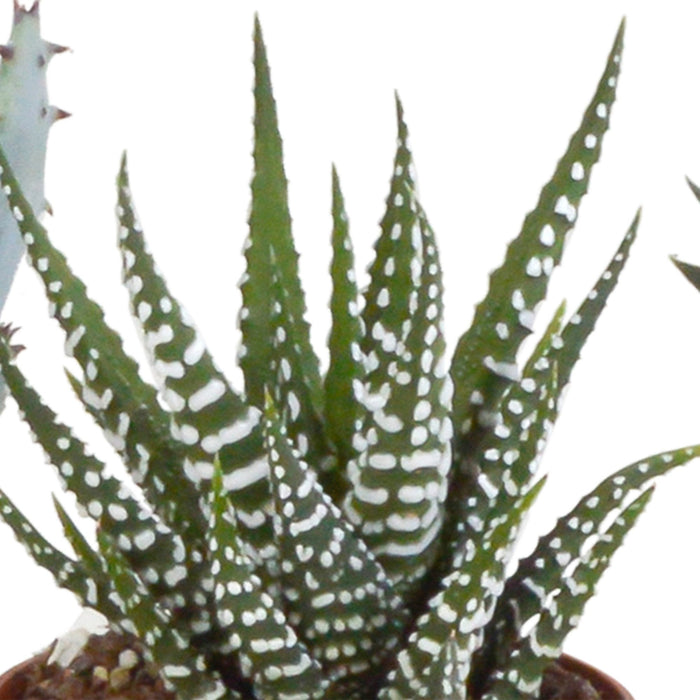 Gasteria Box, Haworthia Og Dens Hvite Plantepotter - Sett Med 5 Planter, H13Cm