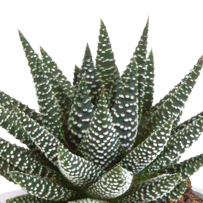 Gasteria Box, Haworthia Og Dens Terrakottaplantepotter - Sett Med 3 Planter, H18Cm