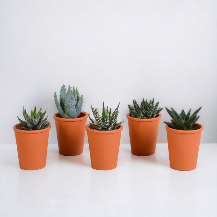 Gasteria Box, Haworthia Og Dens Terrakottaplantepotter - Sett Med 5 Planter, H13Cm