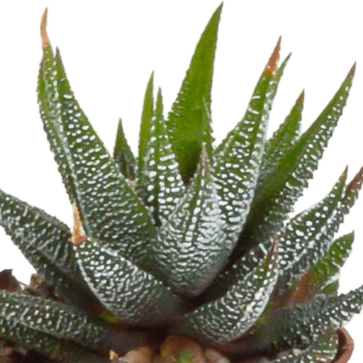 Gasteria Box, Haworthia - Sett Med 5 Planter, H13Cm