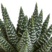 Gasteria Box, Haworthia - Sett Med 5 Planter, H13Cm