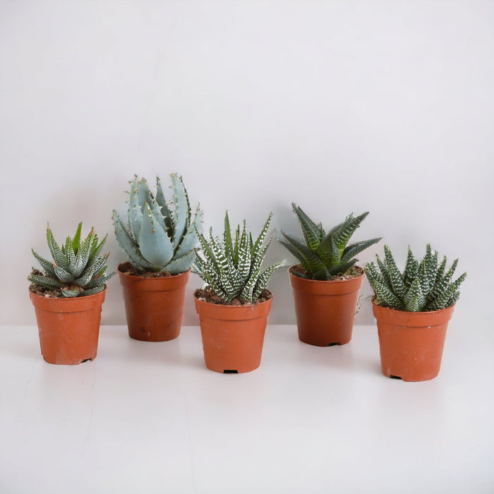 Gasteria Box, Haworthia - Sett Med 5 Planter, H13Cm