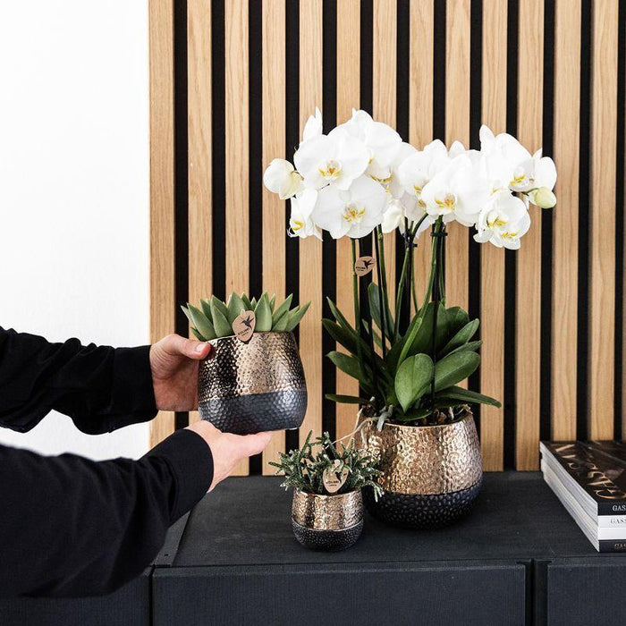 Hjem Hub Box | Phalaenopsis Orkidé Og Sukkulente Planter