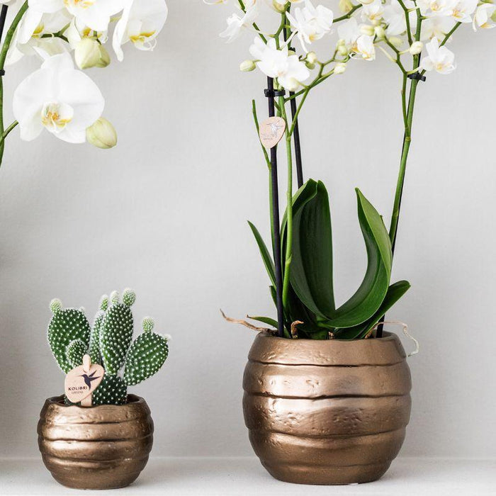 Hjem Hub Box | Phalaenopsis Orkidé Og Sukkulente Planter