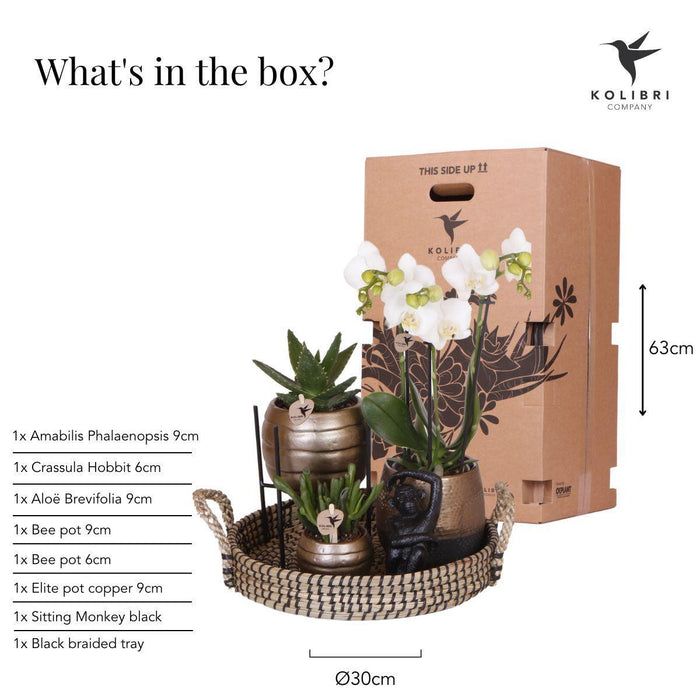 Hjem Hub Box | Phalaenopsis Orkidé Og Sukkulente Planter