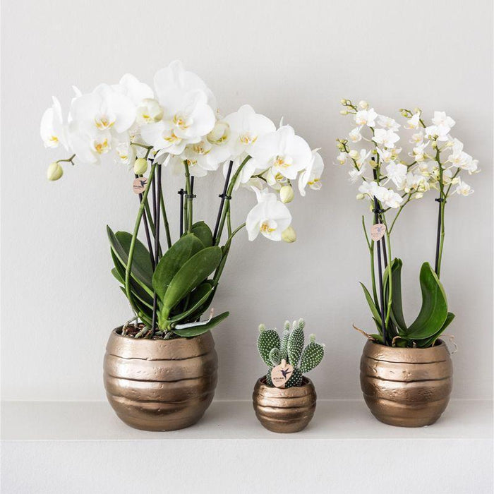 Hjem Hub Box | Phalaenopsis Orkidé Og Sukkulente Planter