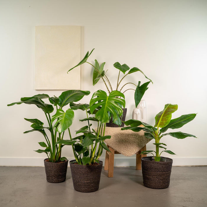 Box Monstera Deliciosa, Alocasia Zebrina, Strelitzia Nicolai, Banana Musa - Sett Med 4 Planter