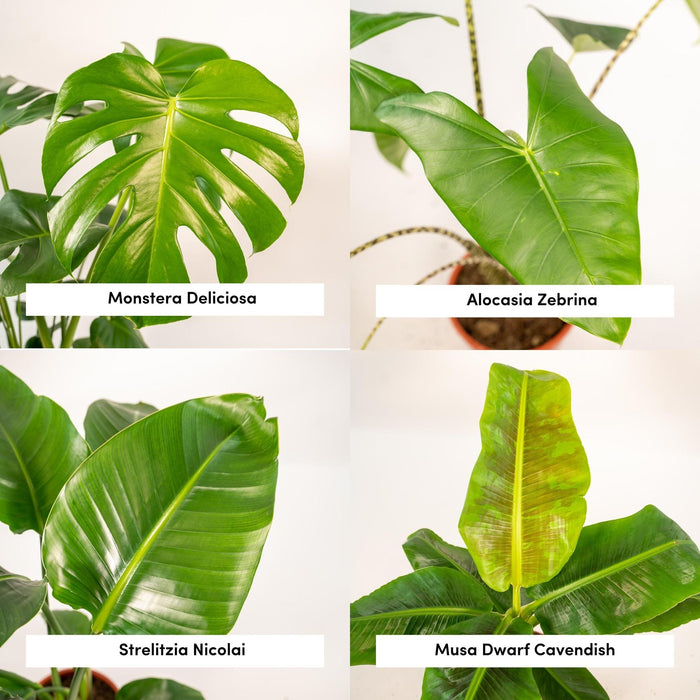 Box Monstera Deliciosa, Alocasia Zebrina, Strelitzia Nicolai, Banana Musa - Sett Med 4 Planter