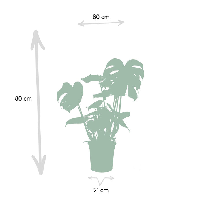 Box Monstera Deliciosa, Alocasia Zebrina, Strelitzia Nicolai, Banana Musa - Sett Med 4 Planter