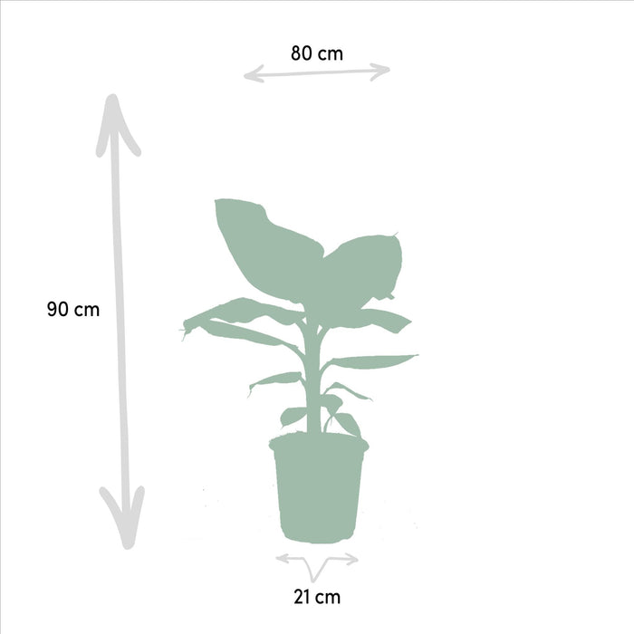 Box Monstera Deliciosa, Alocasia Zebrina, Strelitzia Nicolai, Banana Musa - Sett Med 4 Planter