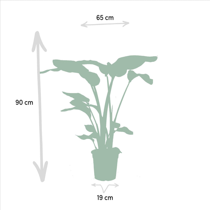 Box Monstera Deliciosa, Alocasia Zebrina, Strelitzia Nicolai, Banana Musa - Sett Med 4 Planter