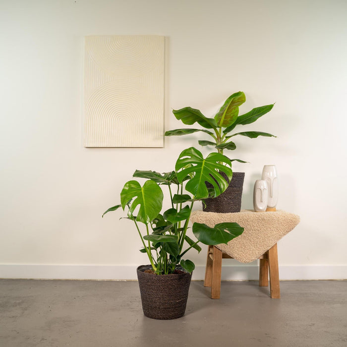 Monstera Deliciosa-Boks, Musa-Banantreet Og Dets Kurver - Sett Med 2 Planter