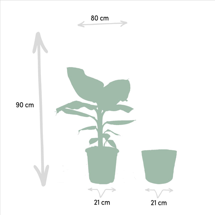 Monstera Deliciosa-Boks, Musa-Banantreet Og Dets Kurver - Sett Med 2 Planter