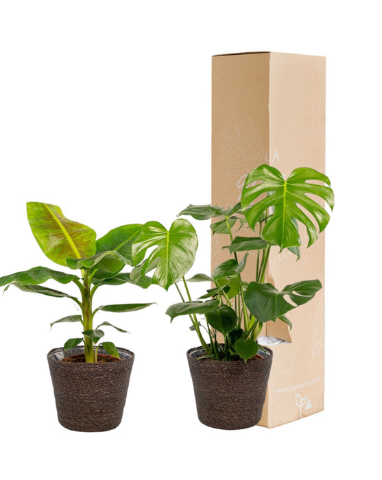 Monstera Deliciosa-Boks, Musa-Banantreet Og Dets Kurver - Sett Med 2 Planter