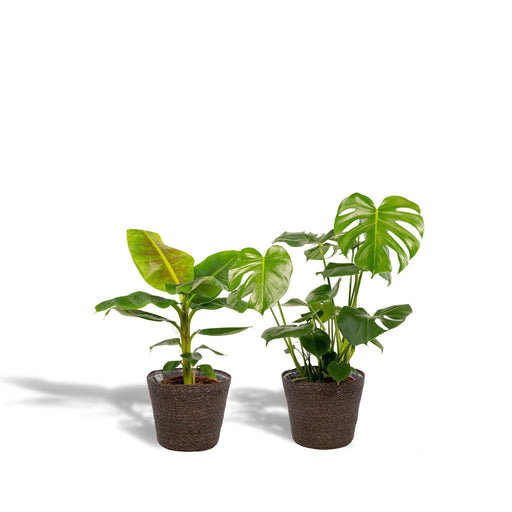 Monstera Deliciosa-Boks, Musa-Banantreet Og Dets Kurver - Sett Med 2 Planter