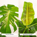 Monstera Deliciosa Box, Musa Banana Tree - Sett Med 2 Planter