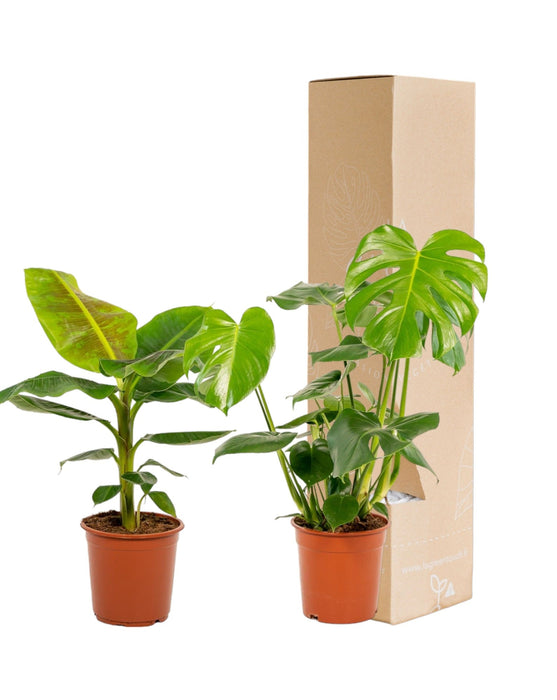 Monstera Deliciosa Box, Musa Banana Tree - Sett Med 2 Planter