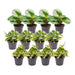 Peperomia Box - Sett Med 12 Planter