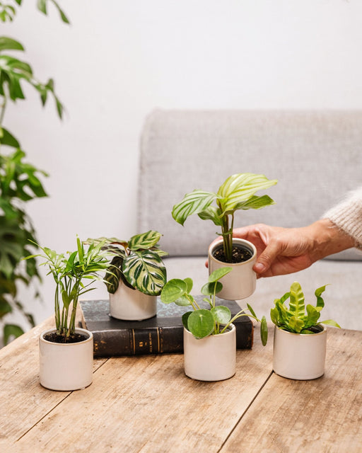 Kjæledyrvennlig Boks - 5 Babyplanter