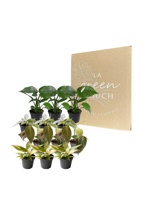 Philodendron Box - Lott Med 12 Planter