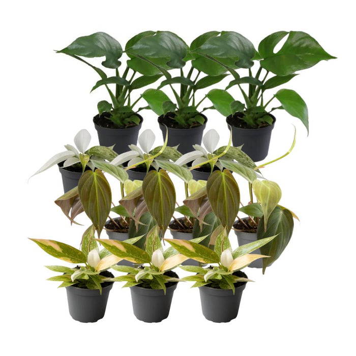 Philodendron Box - Lott Med 12 Planter