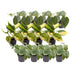 Philodendron Scandens Box - Lott Med 12 Planter