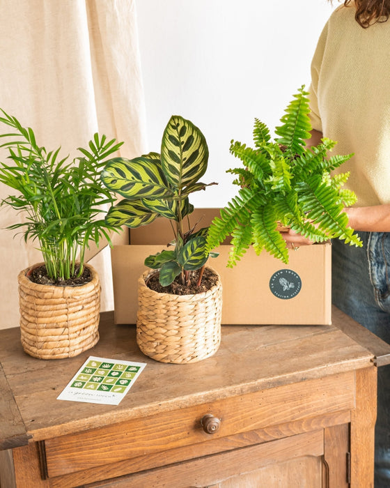 Deforurensende Planter Box