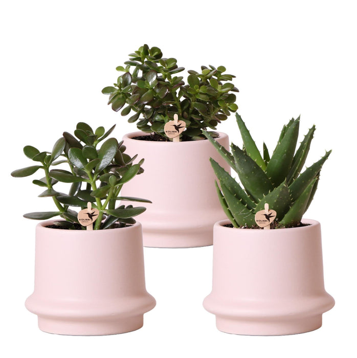 Sukkulentboks Og Dens Rosa Keramiske Plantepotter - Sett Med 3 Planter, H20Cm