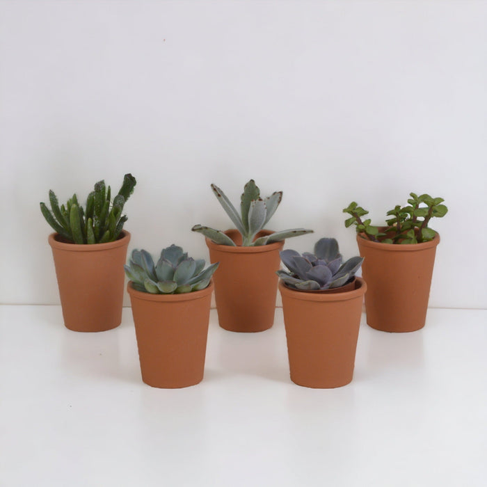 Sukkulentboks Og Dens Terrakottapotter - Sett Med 5 Planter, H13Cm