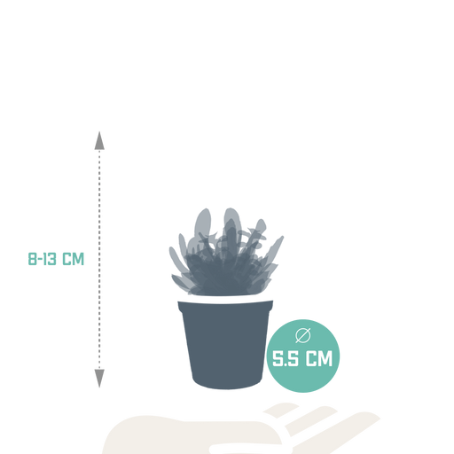 Sukkulentboks - Sett Med 10 Planter, H13Cm