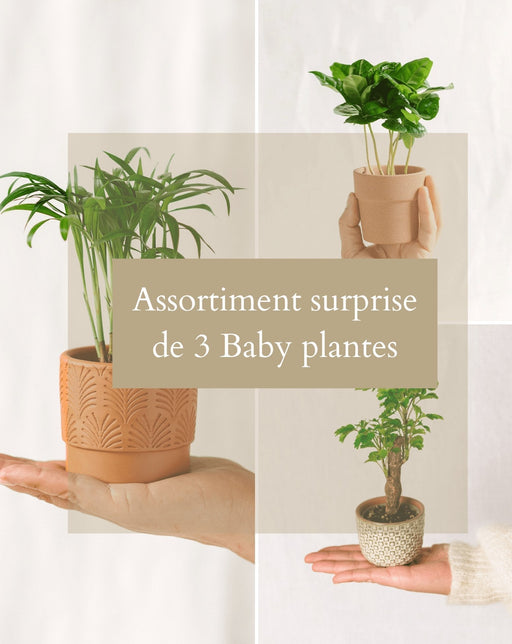 Surprise Box - Potteplanter