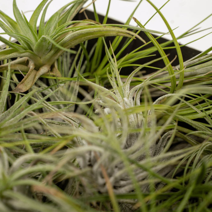 Tillandsia Box - Sett Med 5 Planter, Air Plant