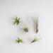 Tillandsia Box - Sett Med 5 Planter, Air Plant