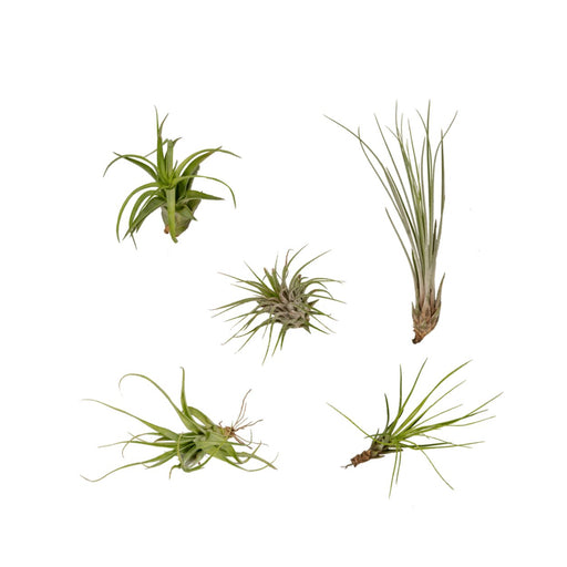 Tillandsia Box - Sett Med 5 Planter, Air Plant