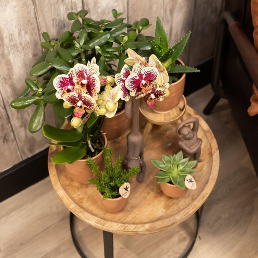 Combi Deal 2 Phalaenopsis Rød Og Gul - Spania - Blomstrende Plante