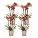 Combi Deal 2 Phalaenopsis Rød Og Gul - Spania - Blomstrende Plante